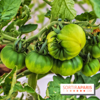 Le Perchoir ferme urbaine Porte de Versailles