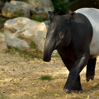 La Ménagerie du jardin des Plantes