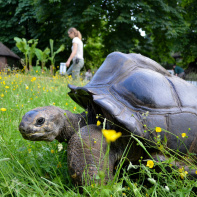 La Ménagerie du jardin des Plantes