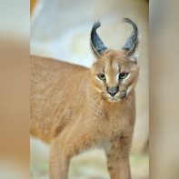 La Ménagerie du jardin des Plantes