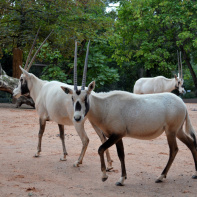 La Ménagerie du jardin des Plantes