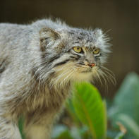 La Ménagerie du jardin des Plantes