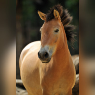 La Ménagerie du jardin des Plantes