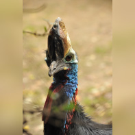 La Ménagerie du jardin des Plantes