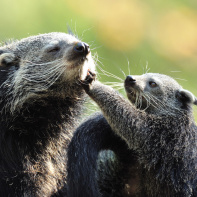La Ménagerie du jardin des Plantes