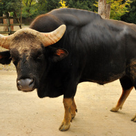 La Ménagerie du jardin des Plantes