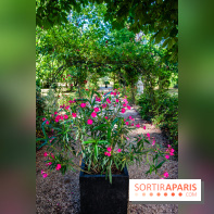 Le Waldorf Astoria Trianon Palace, un écrin royal au cœur du parc de Versailles