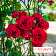 Le Waldorf Astoria Trianon Palace, un écrin royal au cœur du parc de Versailles