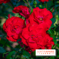 Le Waldorf Astoria Trianon Palace, un écrin royal au cœur du parc de Versailles