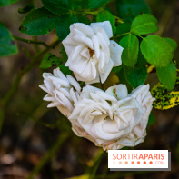 Le Waldorf Astoria Trianon Palace, un écrin royal au cœur du parc de Versailles
