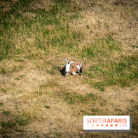 Le Waldorf Astoria Trianon Palace, un écrin royal au cœur du parc de Versailles