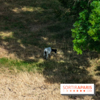 Le Waldorf Astoria Trianon Palace, un écrin royal au cœur du parc de Versailles
