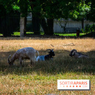 Le Waldorf Astoria Trianon Palace, un écrin royal au cœur du parc de Versailles