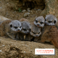Naissances au Parc Zoologique de Paris