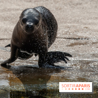 Naissances au Parc Zoologique de Paris