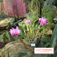 Exposition Mille & une orchidées au Jardin des Plantes