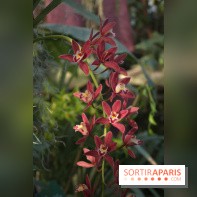 Exposition Mille & une orchidées au Jardin des Plantes