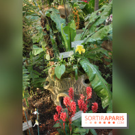 Exposition Mille & une orchidées au Jardin des Plantes