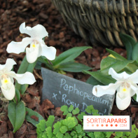 Exposition Mille & une orchidées au Jardin des Plantes