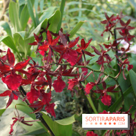 Exposition Mille & une orchidées au Jardin des Plantes