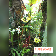 Exposition Mille & une orchidées au Jardin des Plantes