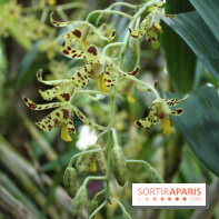 Exposition Mille & une orchidées au Jardin des Plantes