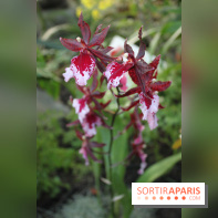 Exposition Mille & une orchidées au Jardin des Plantes