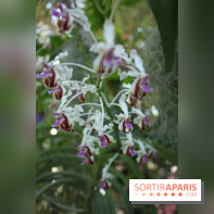 Exposition Mille & une orchidées au Jardin des Plantes
