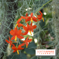Exposition Mille & une orchidées au Jardin des Plantes