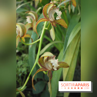 Exposition Mille & une orchidées au Jardin des Plantes