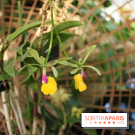 Exposition Mille & une orchidées au Jardin des Plantes