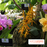 Exposition Mille & une orchidées au Jardin des Plantes