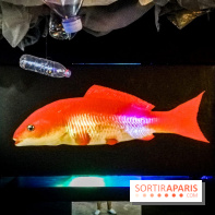 Mythologies du poisson rouge, l'exposition de l'Appart Renoma, nos photos