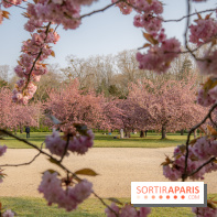 Le Parc de Sceaux et ses cerisiers en fleurs