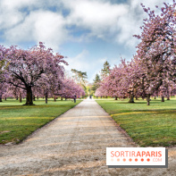 Le Parc de Sceaux et ses cerisiers en fleurs