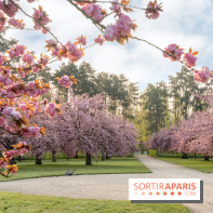 Le Parc de Sceaux et ses cerisiers en fleurs