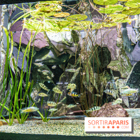 L'Aquarium Tropical de la Porte Dorée