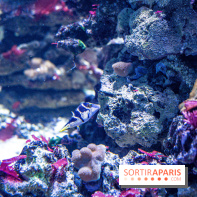 L'Aquarium Tropical de la Porte Dorée