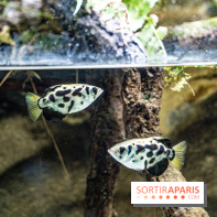 L'Aquarium Tropical de la Porte Dorée