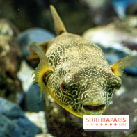 L'Aquarium Tropical de la Porte Dorée