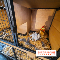 Le « Dîner avec les poules », nos photos