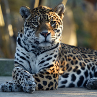Nocturnes du Parc Zoologique de Paris