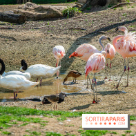 Parrot World, le parc animalier immersif d'Île-de-France
