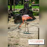 Parrot World, le parc animalier immersif d'Île-de-France