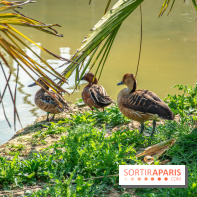 Parrot World, le parc animalier immersif d'Île-de-France