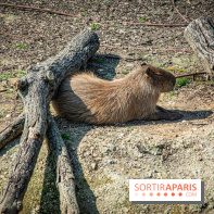 Parrot World, le parc animalier immersif d'Île-de-France