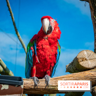 Parrot World, le parc animalier immersif d'Île-de-France