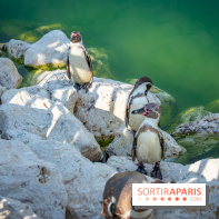 Parrot World, le parc animalier immersif d'Île-de-France