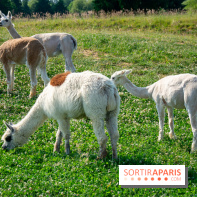 Parrot World, le parc animalier immersif d'Île-de-France
