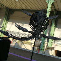 Salon du collectionneur 2009 - Grand Palais